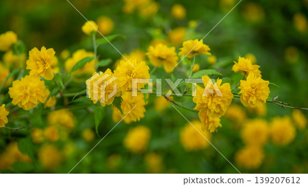 Kerria japonica Kerria japonica 139207612