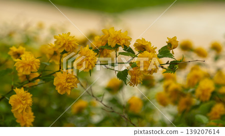 Kerria japonica Kerria japonica 139207614