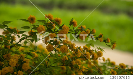 Kerria japonica Kerria japonica 139207615