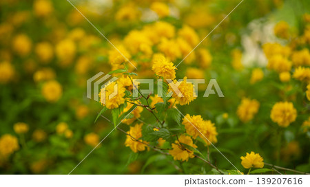 Kerria japonica Kerria japonica 139207616