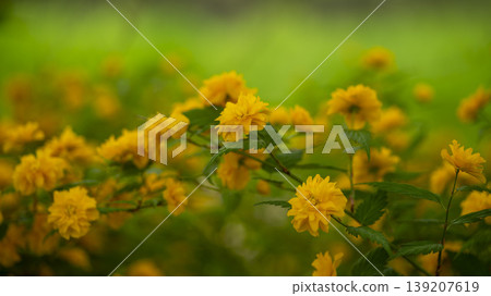 Kerria japonica Kerria japonica 139207619