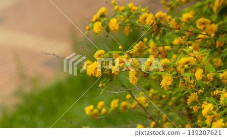 Kerria japonica  139207621