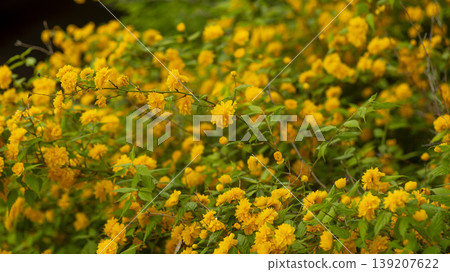 Kerria japonica  139207622