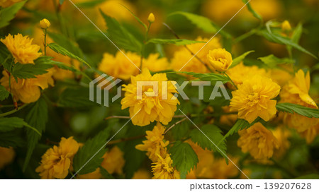 Kerria japonica  139207628