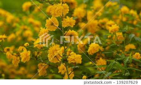 Kerria japonica  139207629
