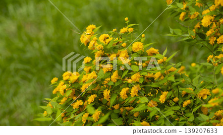 Kerria japonica Kerria japonica 139207633