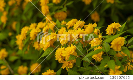 Kerria japonica Kerria japonica 139207635