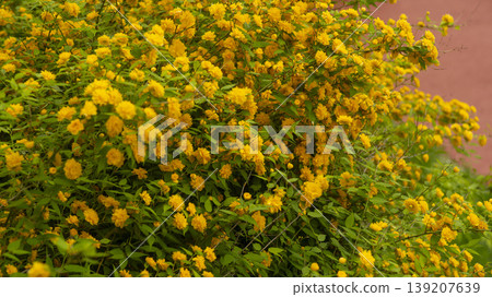 Kerria japonica Kerria japonica 139207639