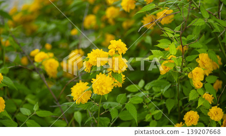 Kerria japonica Kerria japonica 139207668