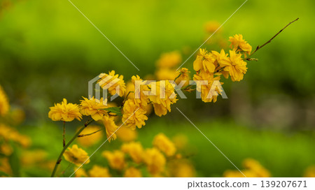 Kerria japonica Kerria japonica 139207671
