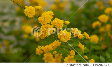 Kerria japonica  139207674