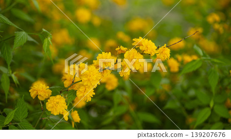 Kerria japonica  139207676