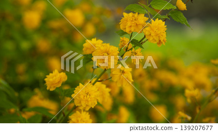 Kerria japonica Kerria japonica 139207677
