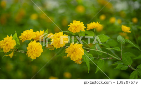 Kerria japonica Kerria japonica 139207679