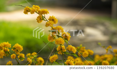 Kerria japonica Kerria japonica 139207680