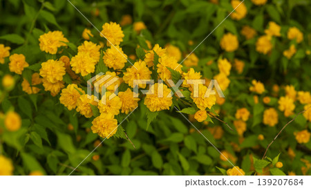 Kerria japonica Kerria japonica 139207684