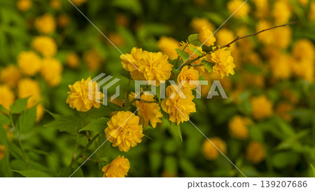 Kerria japonica Kerria japonica 139207686