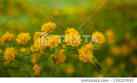 Kerria japonica Kerria japonica 139207691