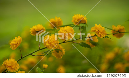 Kerria japonica Kerria japonica 139207695