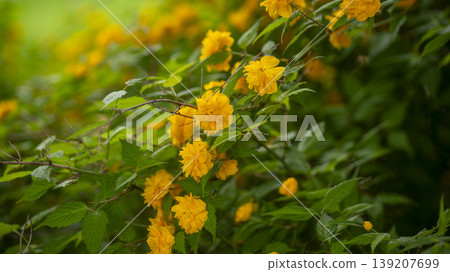 Kerria japonica Kerria japonica 139207699