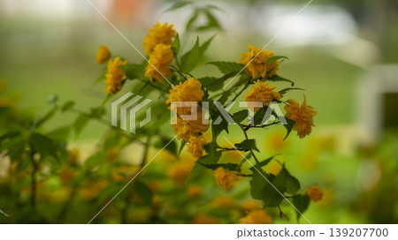 Kerria japonica Kerria japonica 139207700