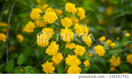 Kerria japonica Kerria japonica 139207701