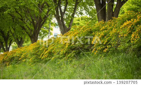 Kerria japonica Kerria japonica 139207705