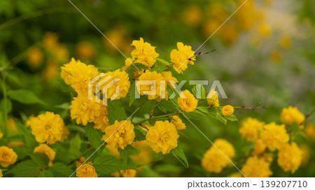 Kerria japonica Kerria japonica 139207710