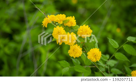 Kerria japonica Kerria japonica 139207711