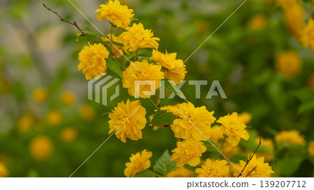 Kerria japonica Kerria japonica 139207712
