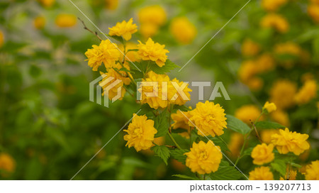 Kerria japonica Kerria japonica 139207713