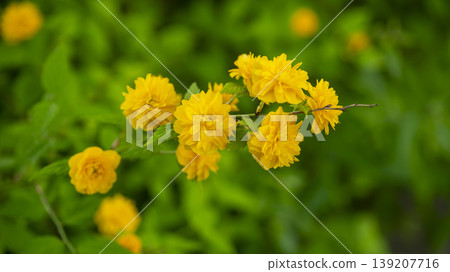 Kerria japonica Kerria japonica 139207716