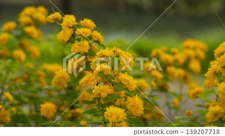 Kerria japonica Kerria japonica 139207718