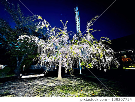 京都妙顯寺的夜櫻 139207734