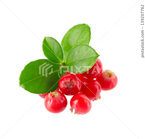 Fresh cowberry berries with leaves, isolated on white background. Ripe cranberry, cowberry, lingonberry. Clipping path. Fresh cowberry berries with leaves, isolated on white background. Ripe cranberry, cowberry, lingonberry. Clipping path. 139207762