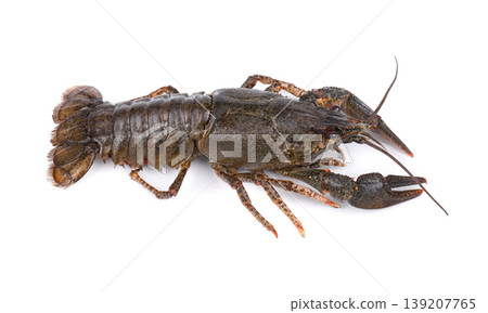 Raw freshwater lobster or crayfish isolated on white background. Live crawfish isolated. Raw freshwater lobster or crayfish isolated on white background. Live crawfish isolated. 139207765