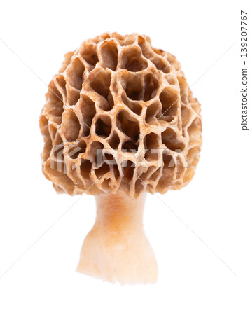 Morel mushroom isolated on white background. Morchella esculenta. Spring edible fungi. Clipping path. Morel mushroom isolated on white background. Morchella esculenta. Spring edible fungi. Clipping path. 139207767
