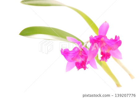 粉紅色卡特蘭「夏威夷飛濺」在明亮的背景下顯得格外醒目。 粉紅色卡特蘭「夏威夷飛濺」在明亮的背景下顯得格外醒目。 139207776