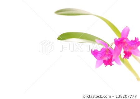 粉紅色卡特蘭「夏威夷飛濺」在明亮的背景下顯得格外醒目。 139207777