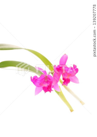 粉紅色卡特蘭「夏威夷飛濺」在明亮的背景下顯得格外醒目。 粉紅色卡特蘭「夏威夷飛濺」在明亮的背景下顯得格外醒目。 139207778