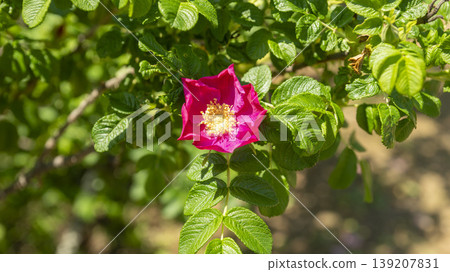 Rose of Sharon 139207831