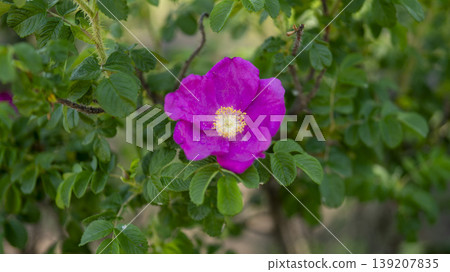 Rose of Sharon Rose of Sharon 139207835