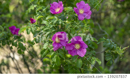Rose of Sharon 139207837