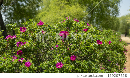Rose of Sharon Rose of Sharon 139207838