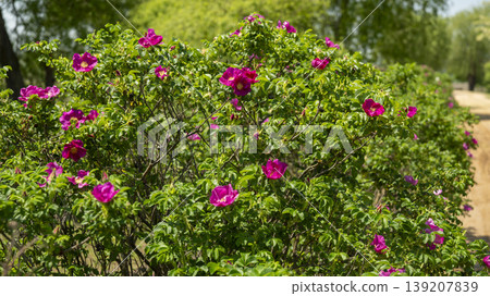 Rose of Sharon Rose of Sharon 139207839