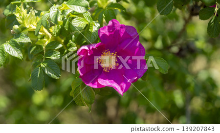 Rose of Sharon Rose of Sharon 139207843