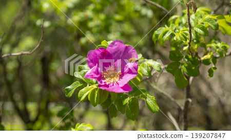 Rose of Sharon 139207847