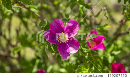 Rose of Sharon 139207850