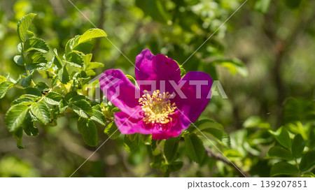 Rose of Sharon Rose of Sharon 139207851