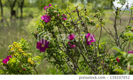 Rose of Sharon Rose of Sharon 139207852
